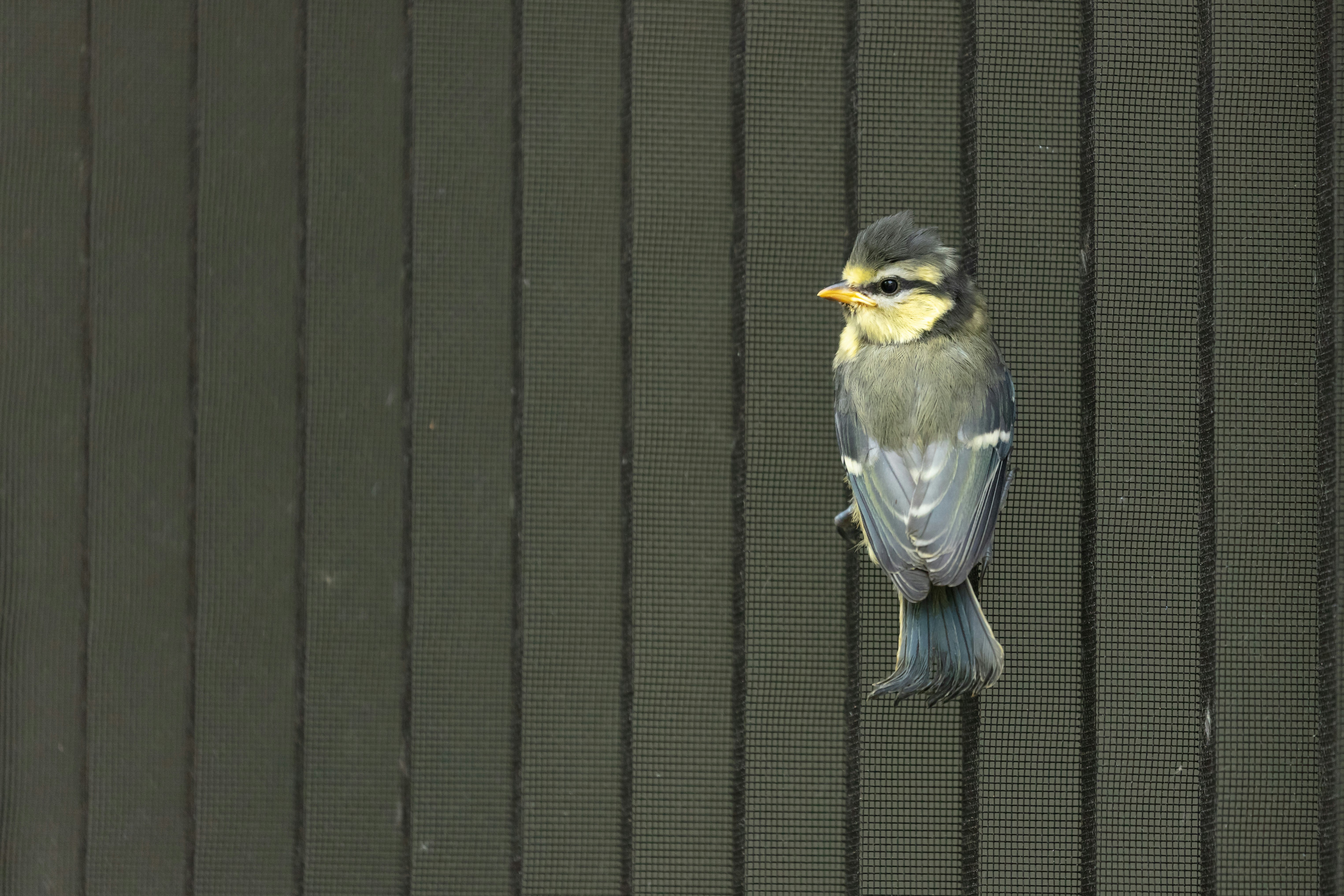 blue and yellow bird on black metal gate